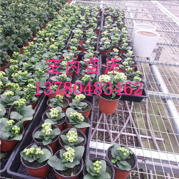 溫室<a href='/' target='_blank'><a href='http://www.xjwulian.com/miaochuangsheshi/203.html'target='_blank'>花架網(wǎng)</a></a>廠家