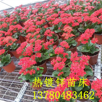 <a href='/' target='_blank'>溫室苗床</a>